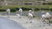 PICTURES/Mount Evans and The Highest Paved Road in N.A - Denver CO/t_Sheep4.JPG